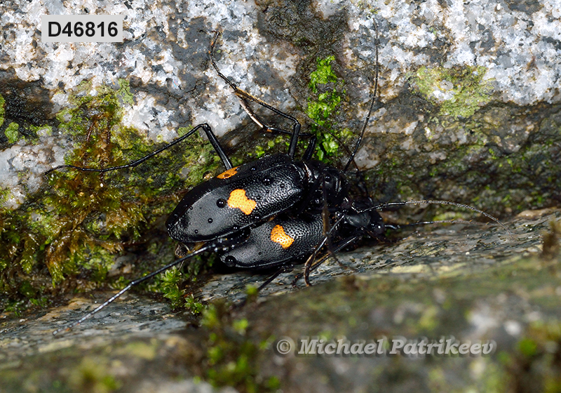 Oxycheila tristis (Cicindelinae)